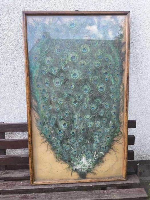 sprzedam pióra pawia