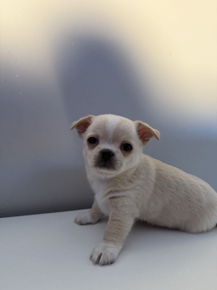 Piesek pies chihuahua kremowy miniaturka
