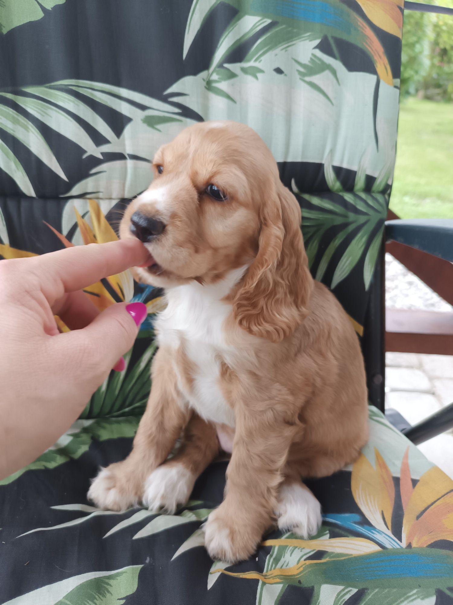 Suczka Cocker spaniel angielski.