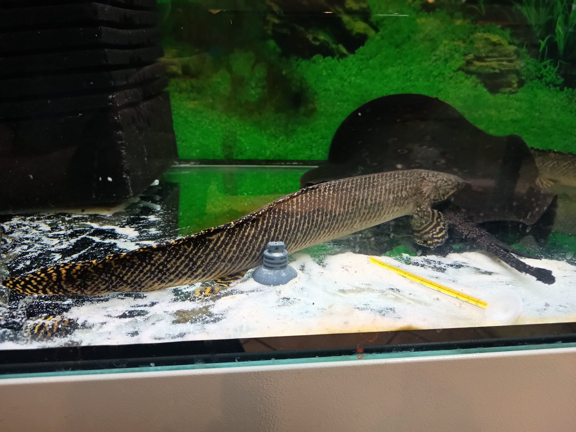 Polipterus Ornatipinis xl od Neon Zoo