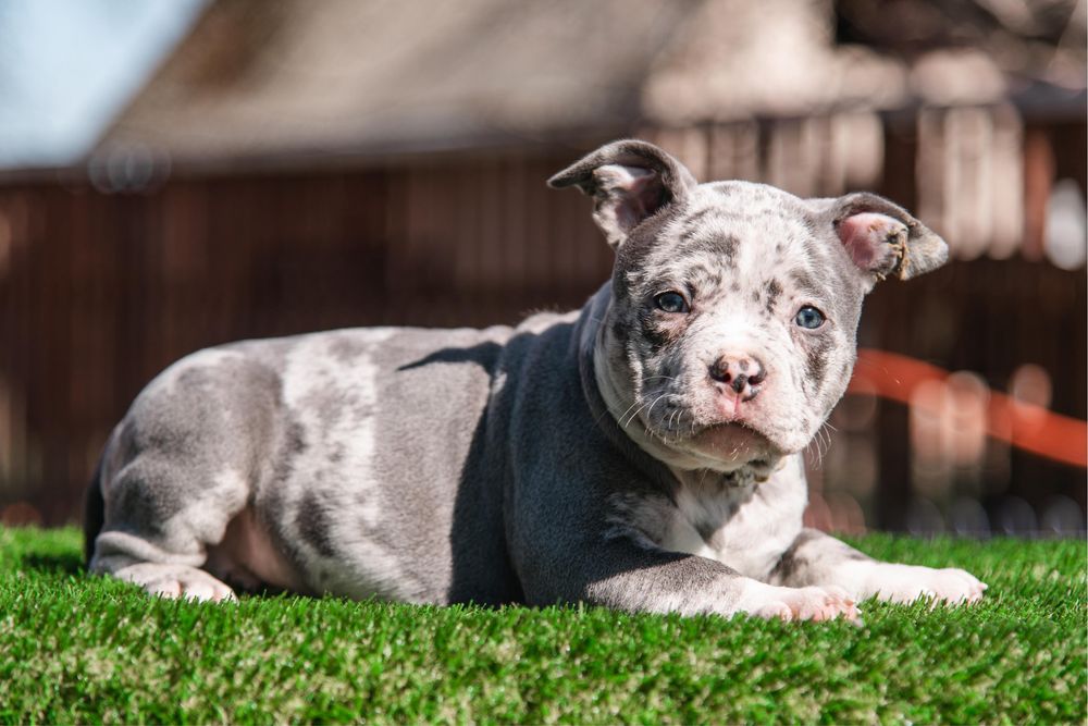 Нереально крутезна анатомія ! Буллята в типі Покет !