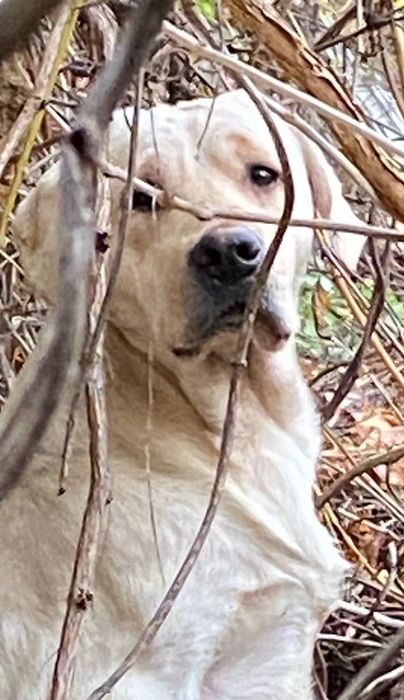 Знайдено собаку Лабрадор ретрівер «Молода гвардія» (Котовського) Одеса