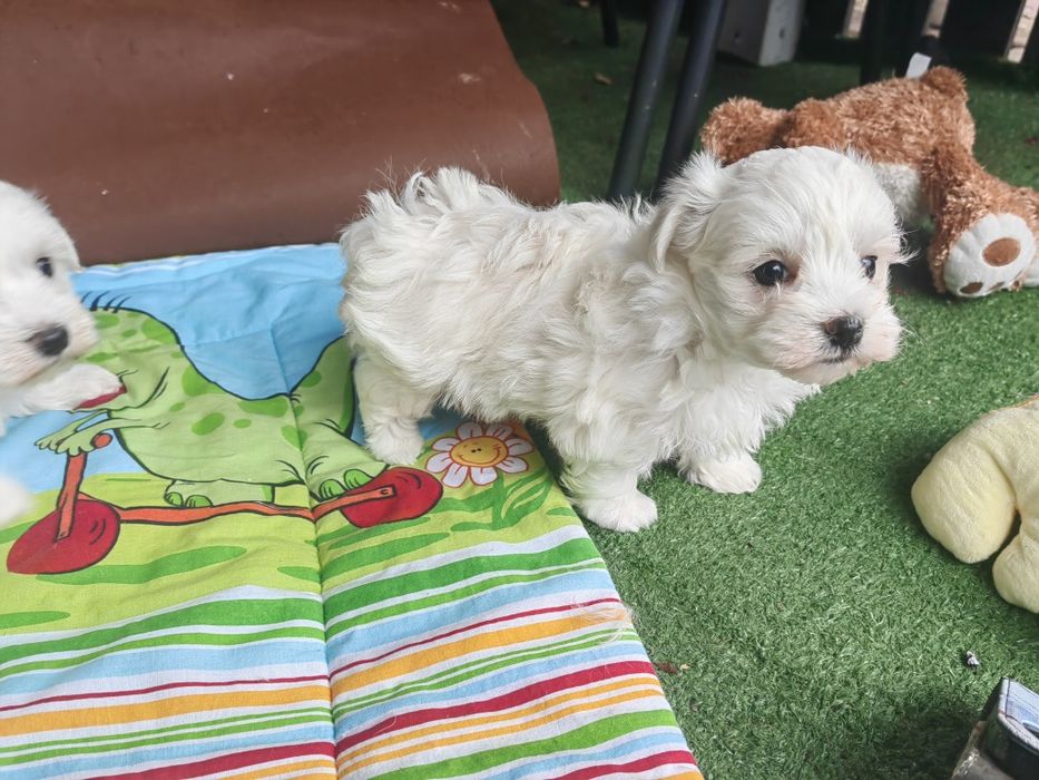 maltańczyk szczenię z metryką