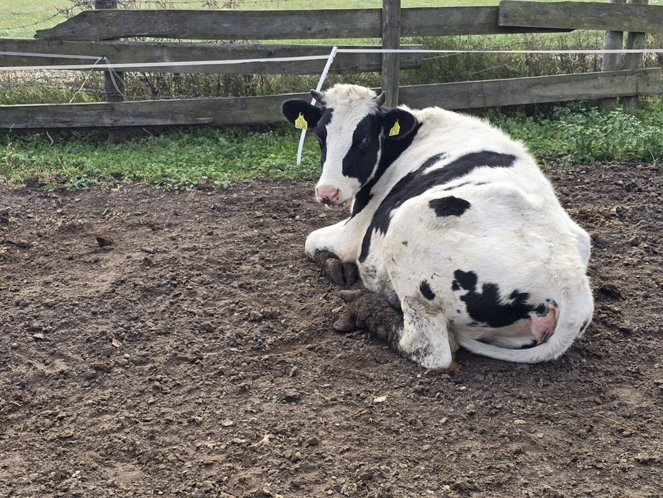 Jalówki do zacielenia