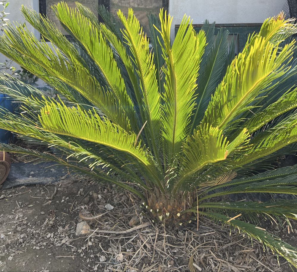 Palmeira cica de jardim