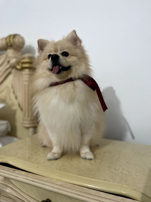 Померанські шпіци — Лише 2 хлопчика! Ідеальна можливість