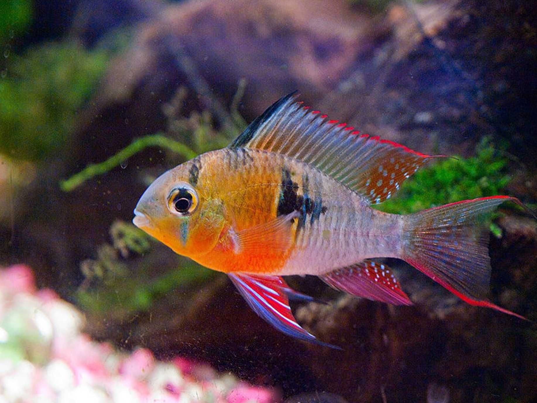 Pielęgniczka boliwijska - Mikrogeophagus altispinosus - dowóz, wysyłka