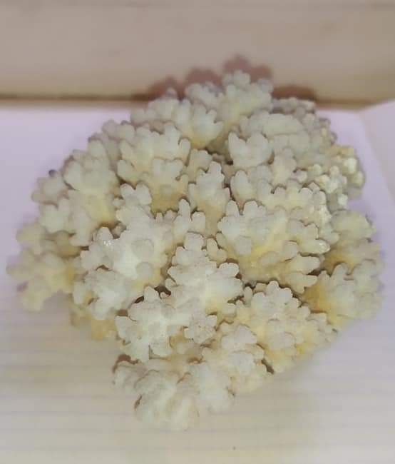 Морський коралл.