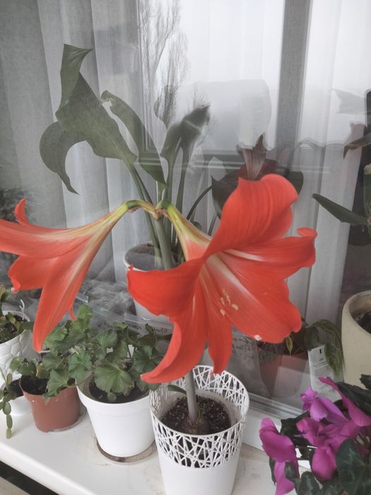 Продам цветок Гиппеаструм