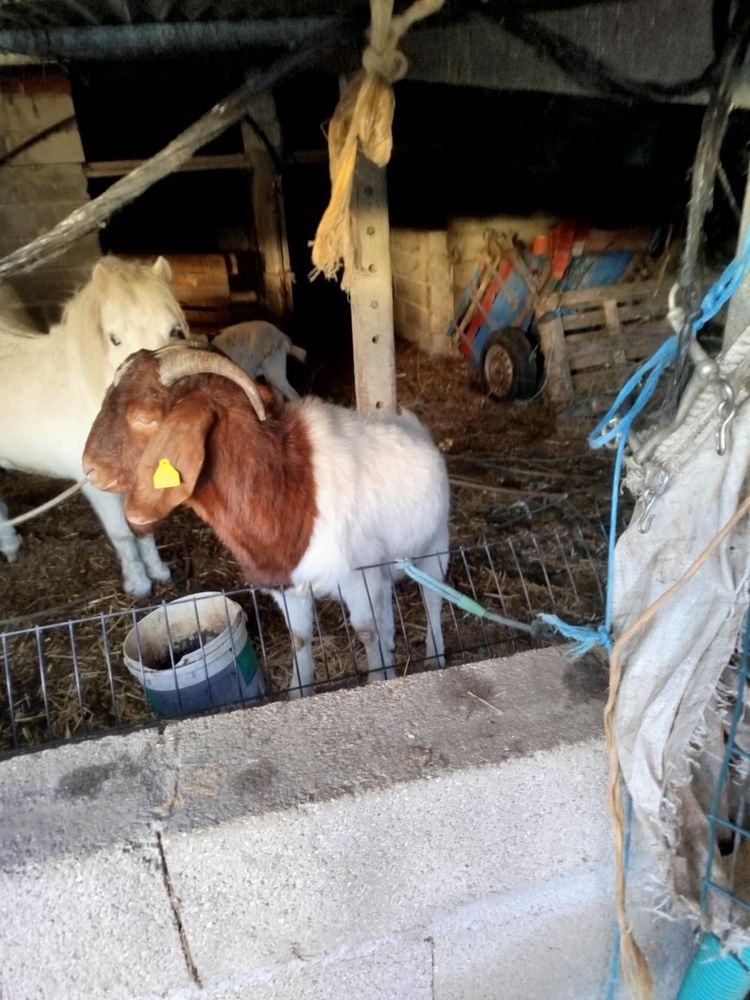 Macho boer       .