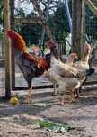 Ovos e aves INDIO GIGANTE TOP disponíveis