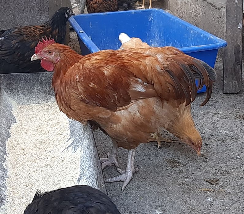 Петухи Ливенская ситцевая, Виандот, Фокси-чик.