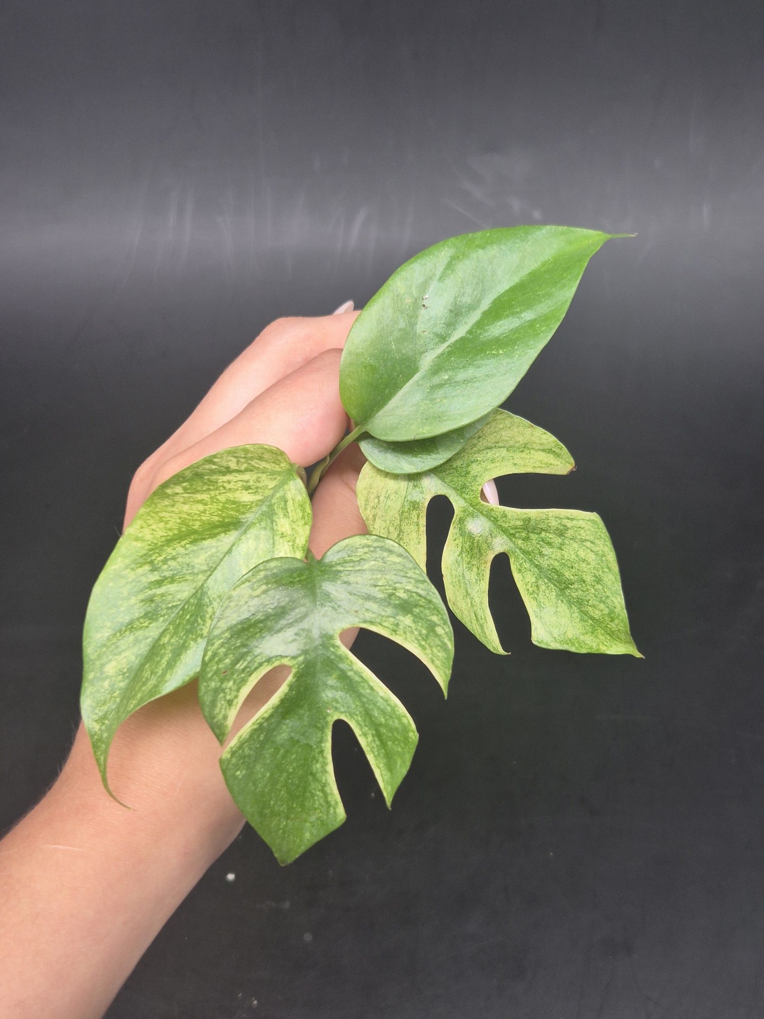 Monstera Minima 'White Monster'