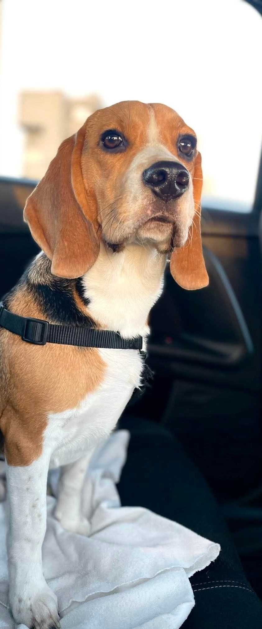 Sunia rasy Beagle Lila