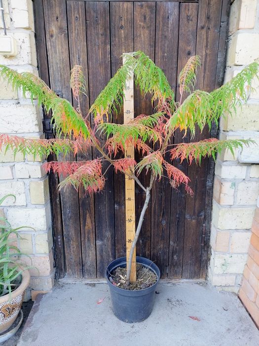 Аронія.Черемха.Сумах Тайгер Айз.Смородина.Гібіскус