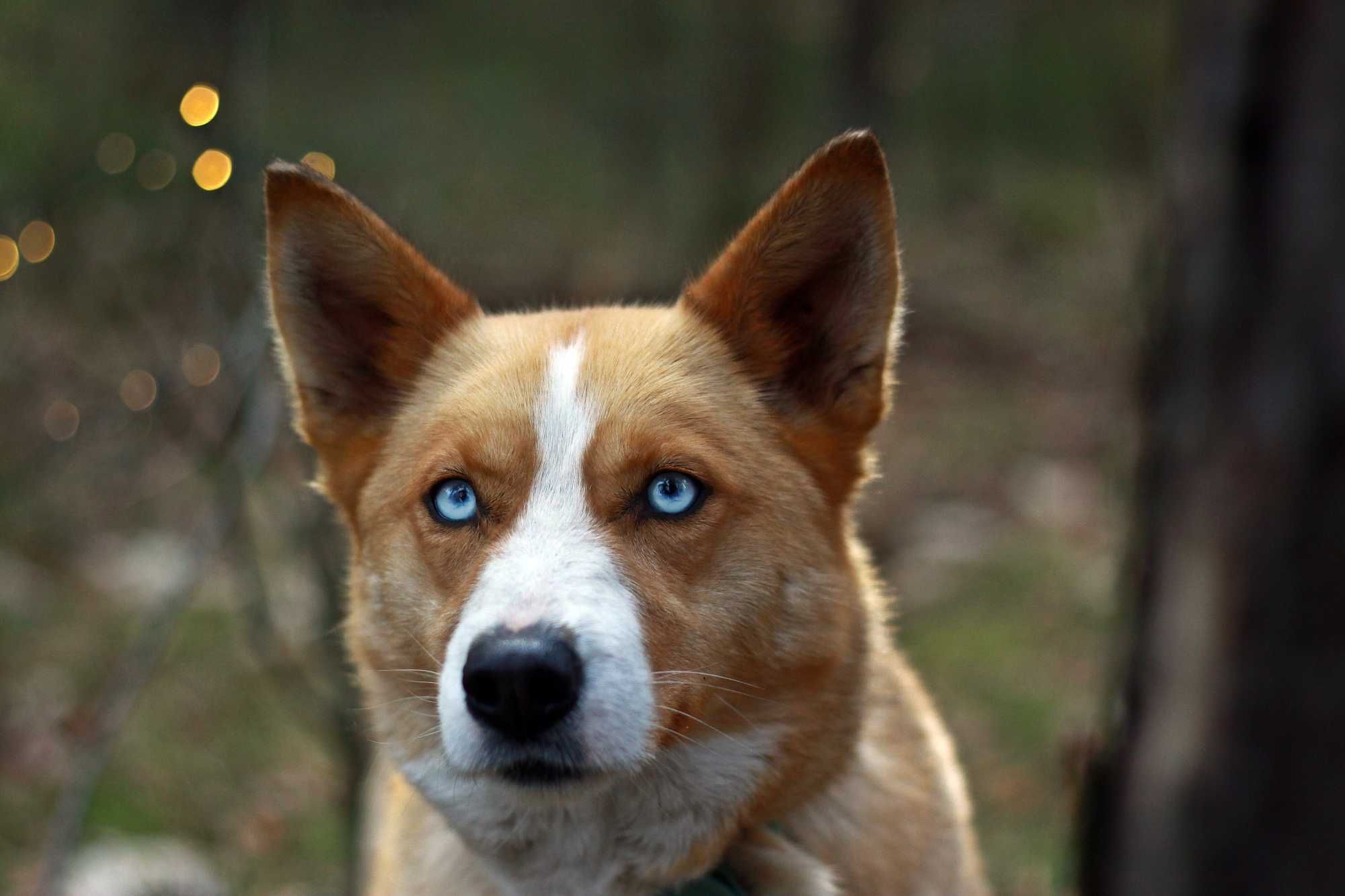 Piękna suczka mini husky do adopcji