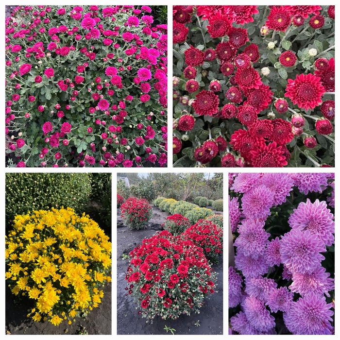 Хризантема мультифлора.