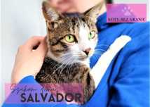 Kot Salvador czeka na dom
