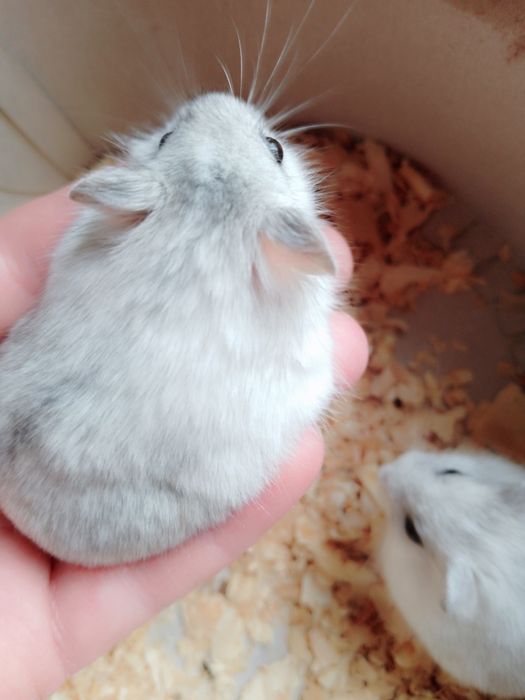 Джунгарские хомячки