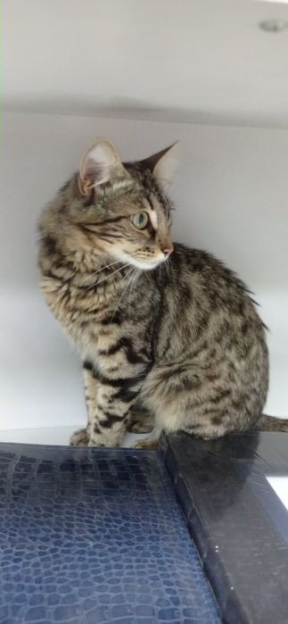 Пропала кішка в р-ні Ел. мережі, вул. Пирогова, вул. Польової!