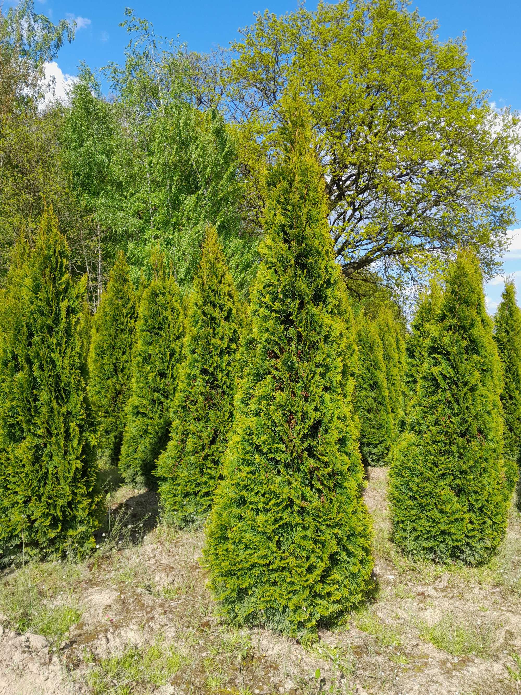 Thuja Smaragd 100,120,140,150,160 cm! Tuja Szmaragd! Tuje! Dowóz!