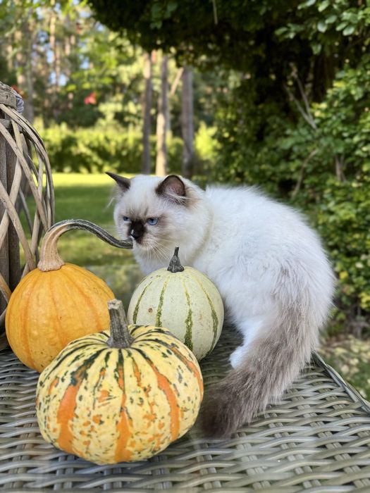 Ragdoll cudna kotka Sabrinka seal bicolor z rodowodem FIFE/FPL