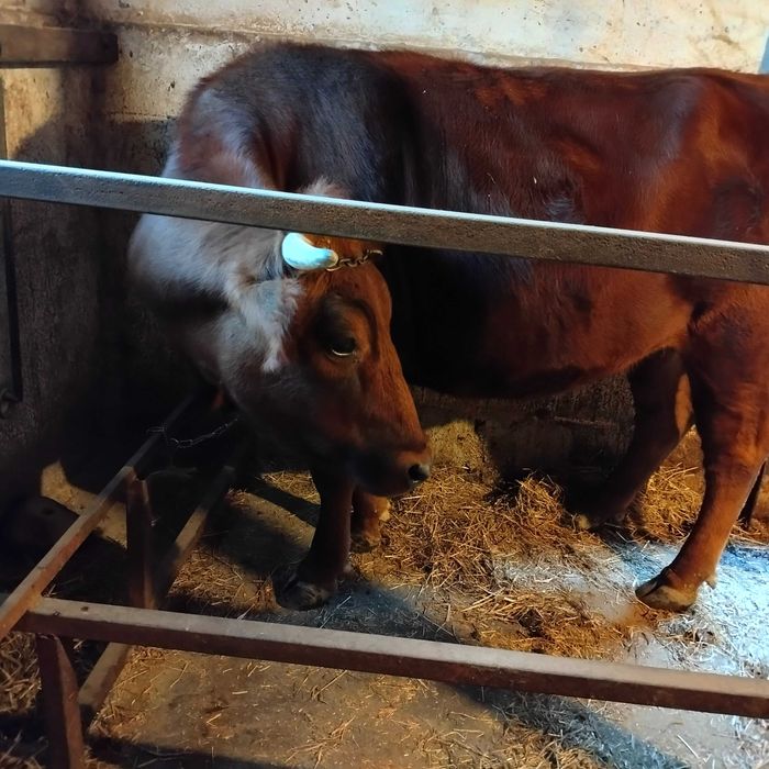 krowa mleczna czerwona na wycieleniu