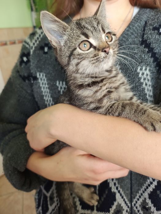 Oddam małą kotkę za darmo