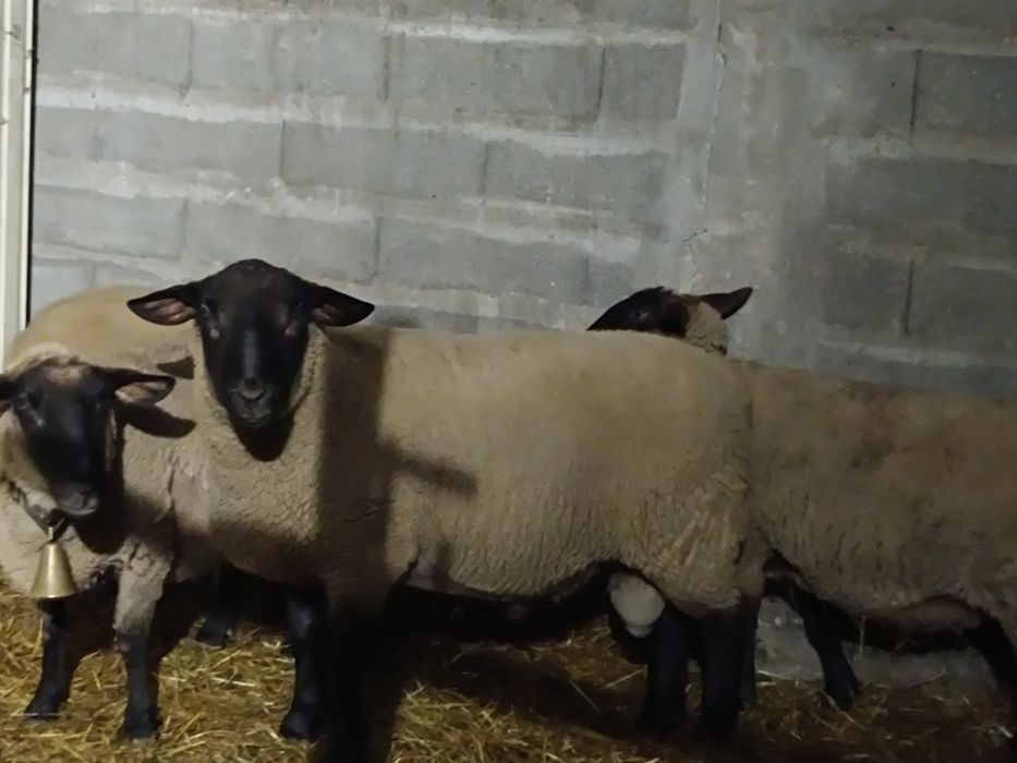 Vende se  1 carneiro raça sulfox