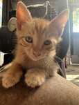 Gatos para Adocao