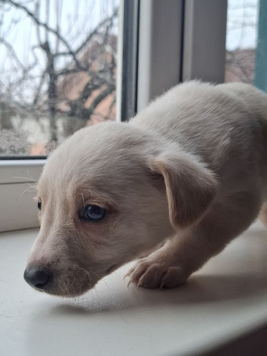 Цуценя в добрі руки, дівчинка