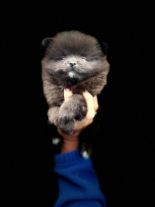 Pomeranian Szpic miniaturowy Piesek
