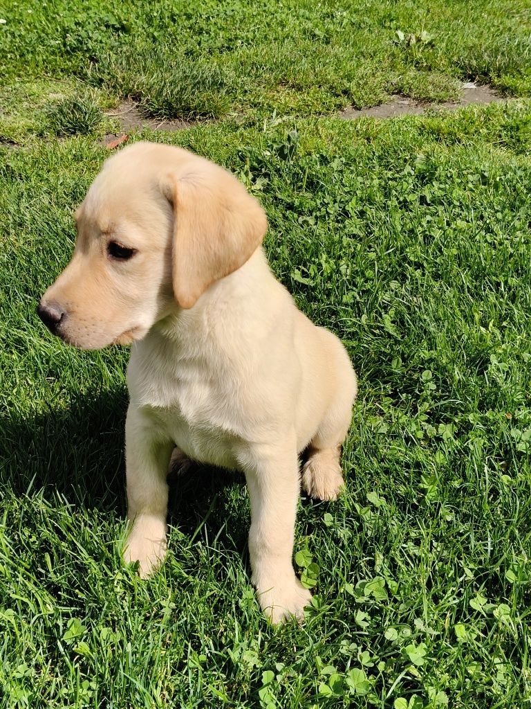 Labrador retriever szczeniak