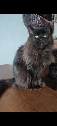 Do adopcji Maine coon fpl