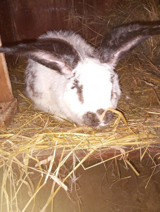 Królik Król samiec