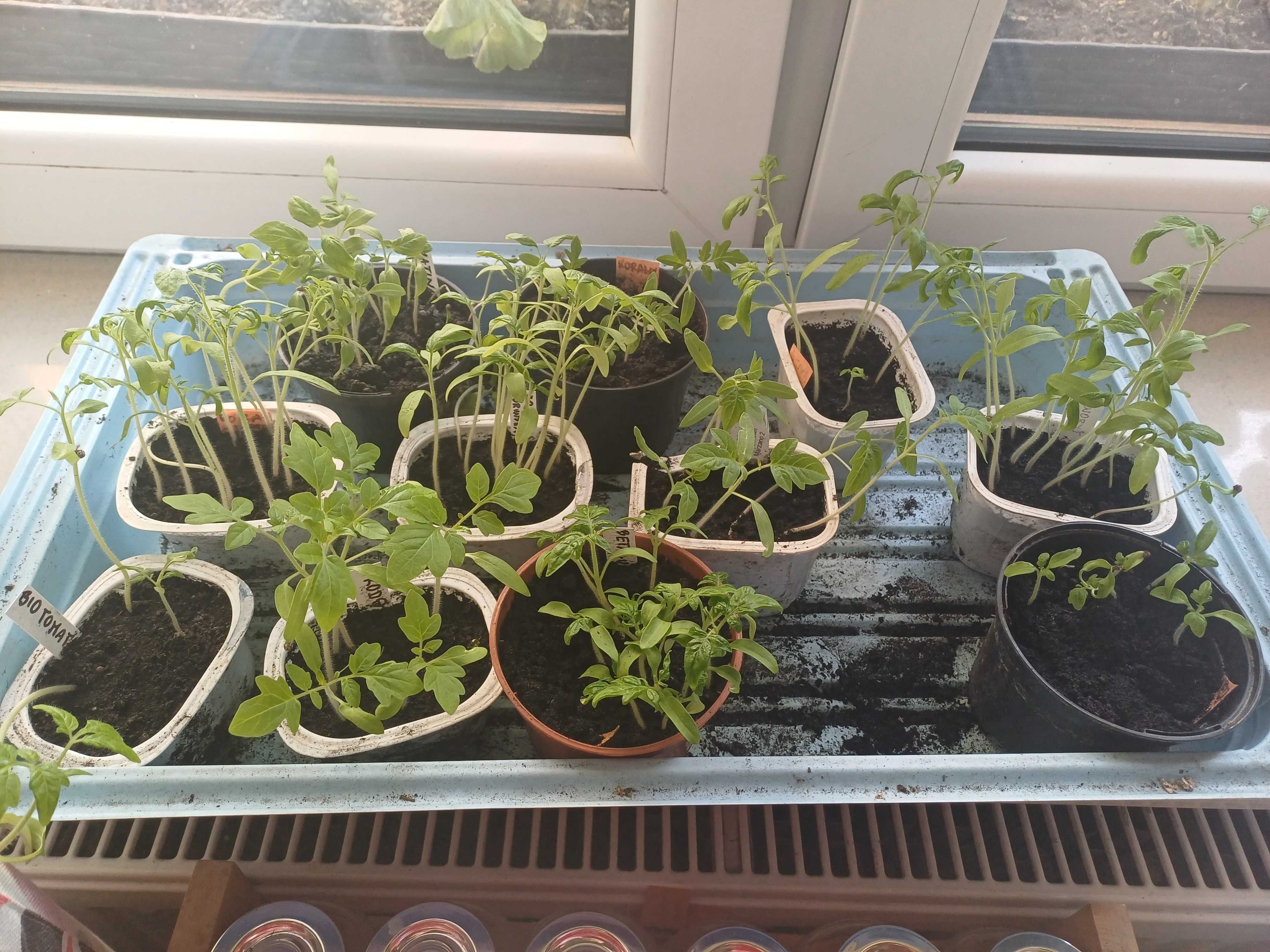 Sadzonki pomidorów - do przepikowania -  22 odmiany