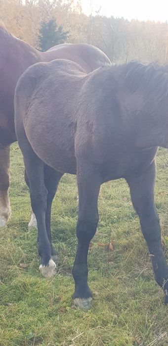 Продається лошук 7 місяців