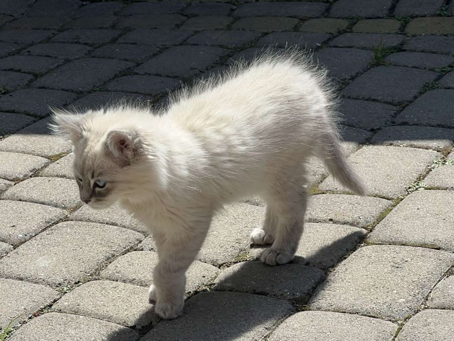 Продам котенят в добрі руки