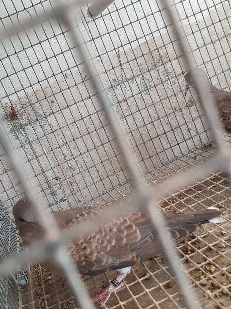 Casal de rolas Streptopelia turtur , preço casal