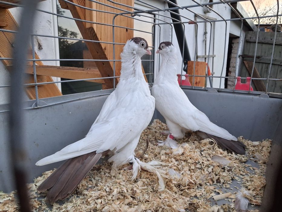 Krymki, krymka polska