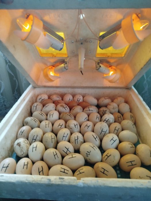 Продається інкубатор квочка