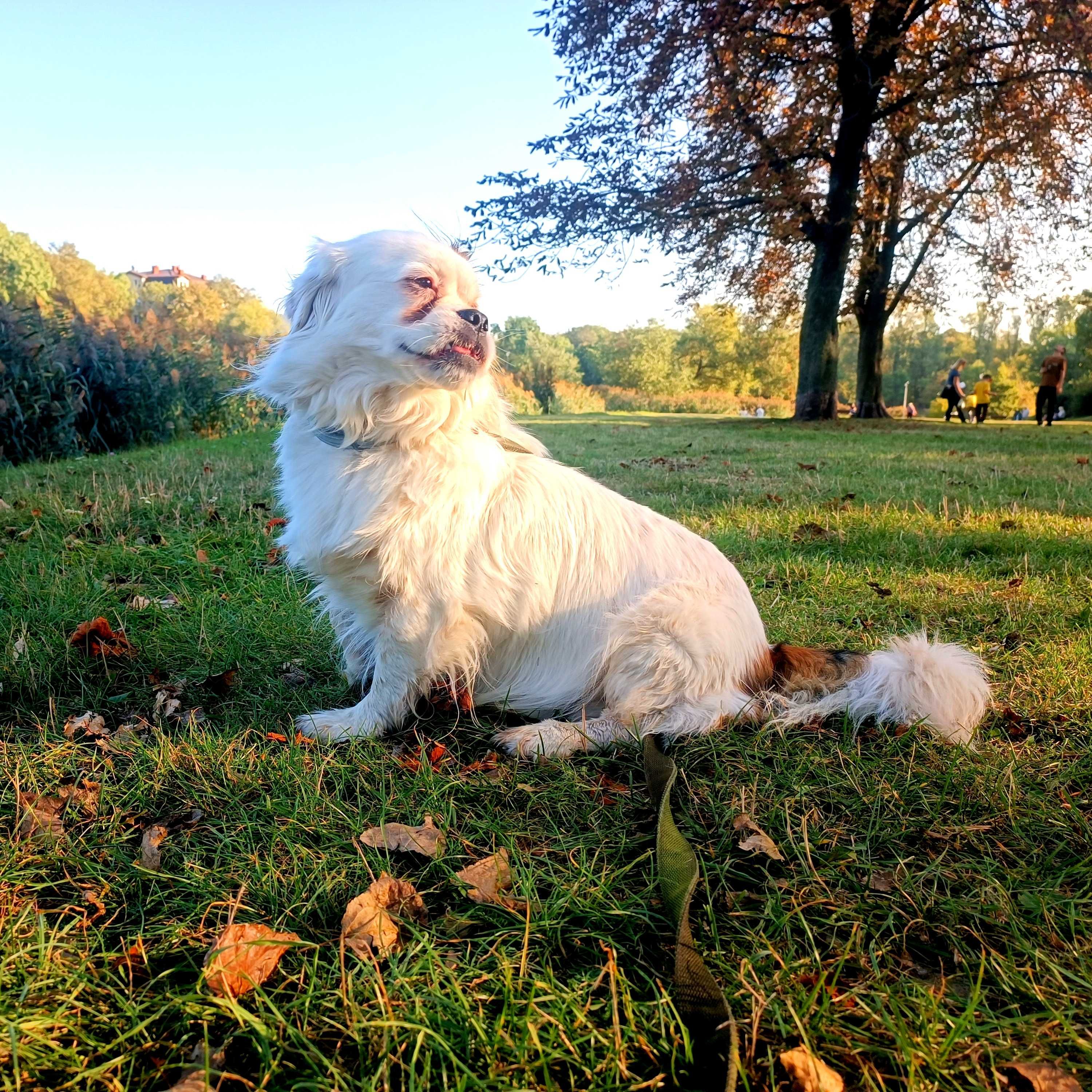 Jednooki Dżeki szuka domu - Warszawa, 7 lat, 13 kg