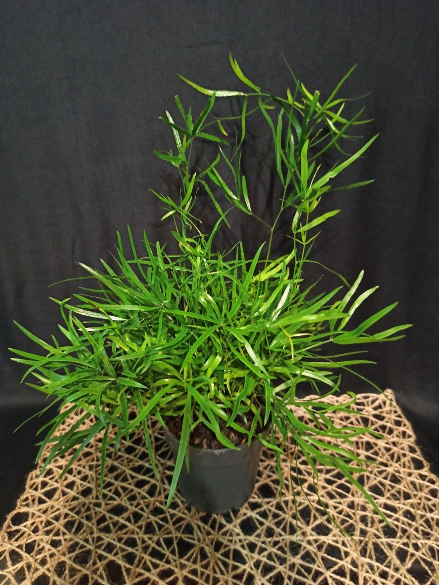 Аспарагус( Asparagus falcatus))