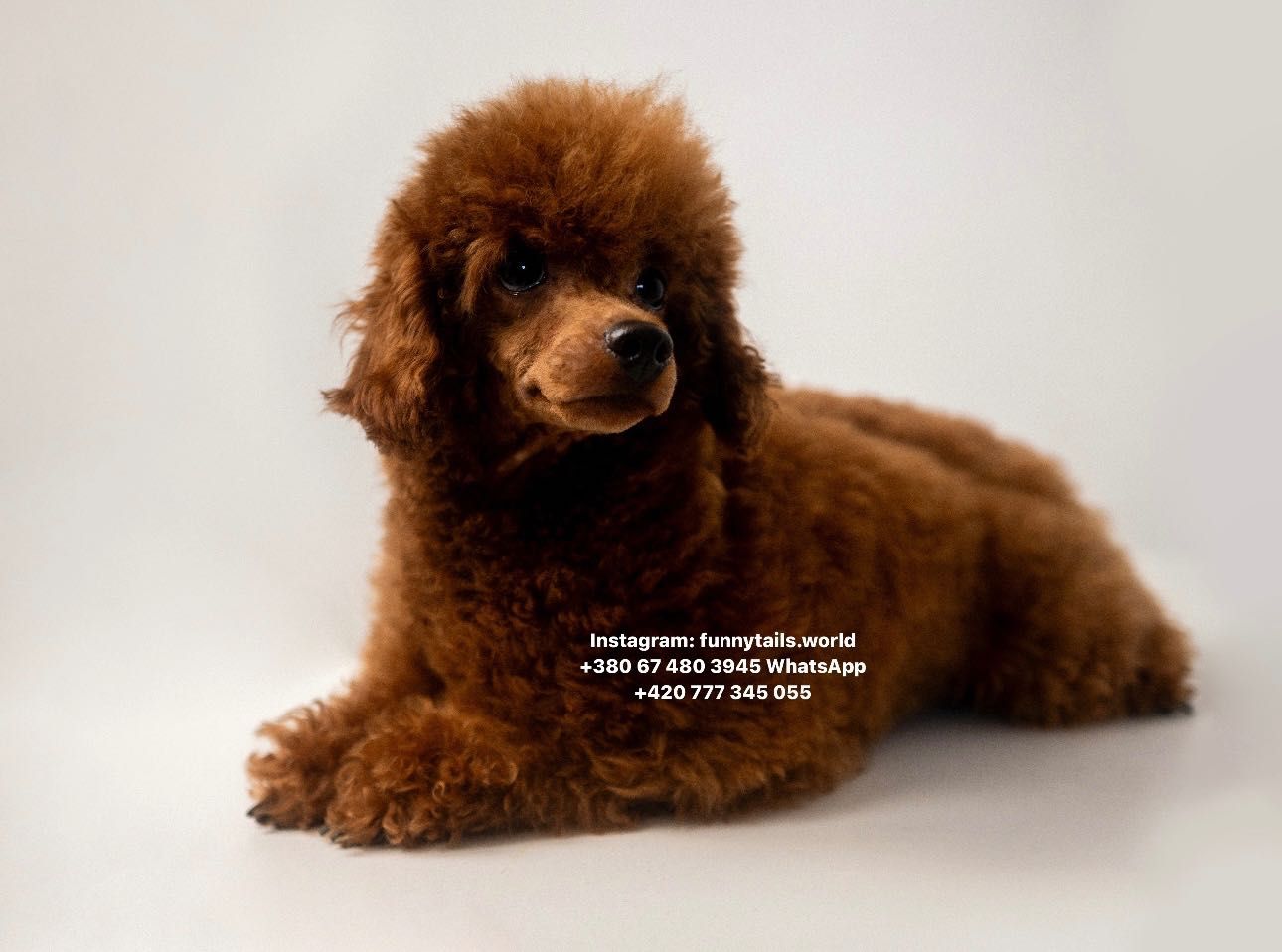 Toy poodle той пудель red brown на подушку підрощенний