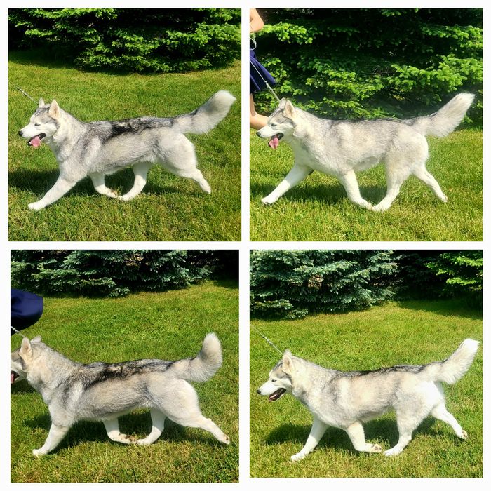 Szczenię siberian husky ZKwP FCI szczeniak haski rodowód po champion