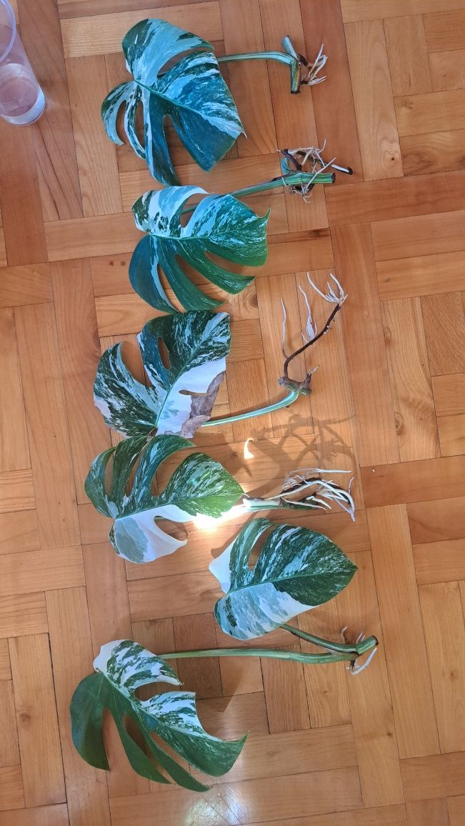 Monstera Variegata ukorzeniona sadzonka