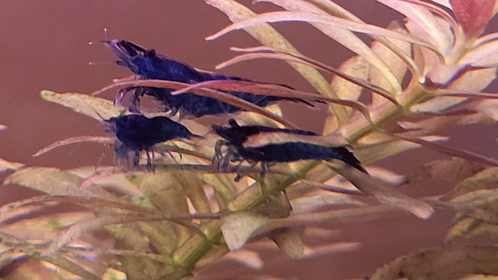 Krewetki Blue Velvet