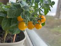 Cемена насіння помидор черри желтые комнатные круглогодичные