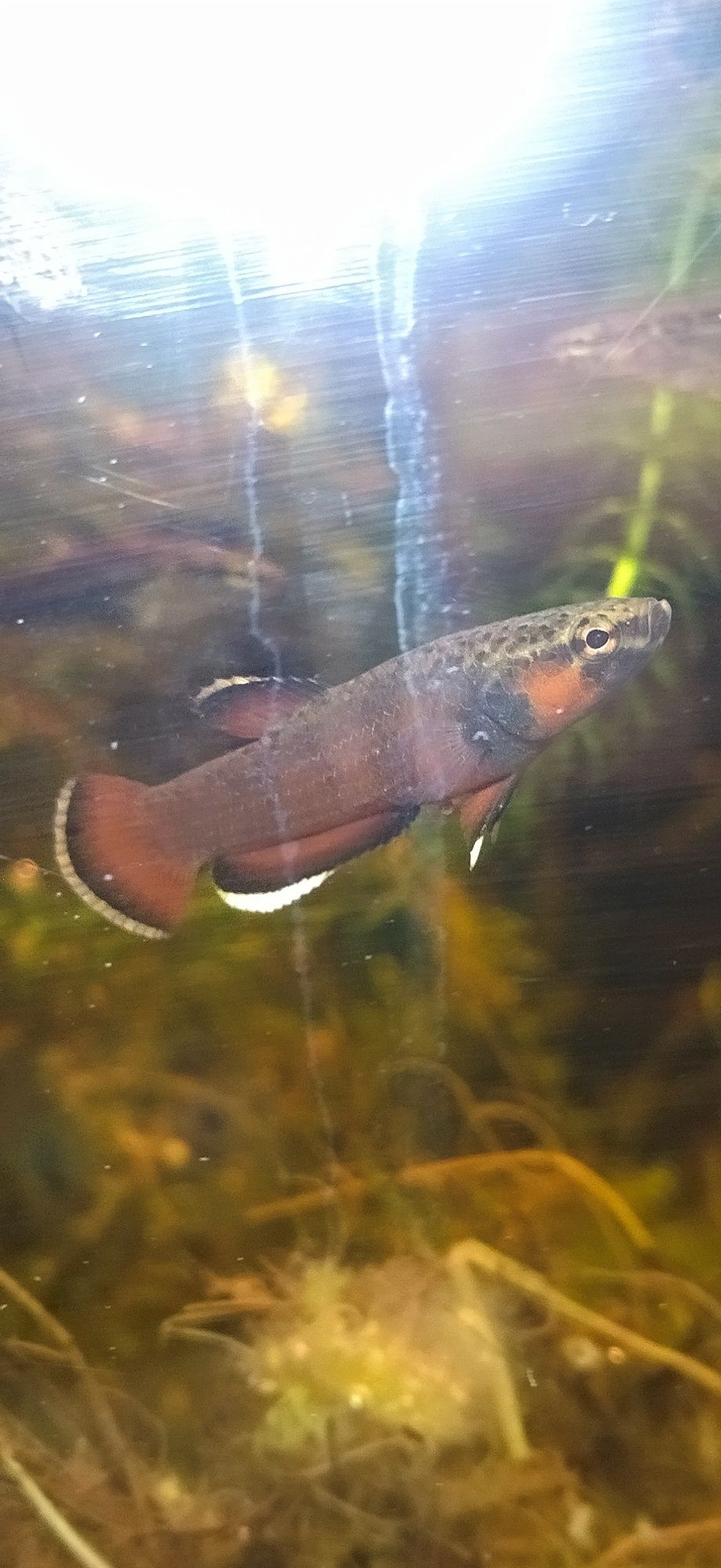 Betta Albimarginata - Malinau