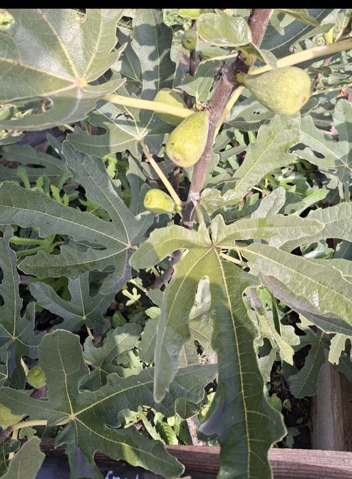 Продам саджанці інжиру і граната